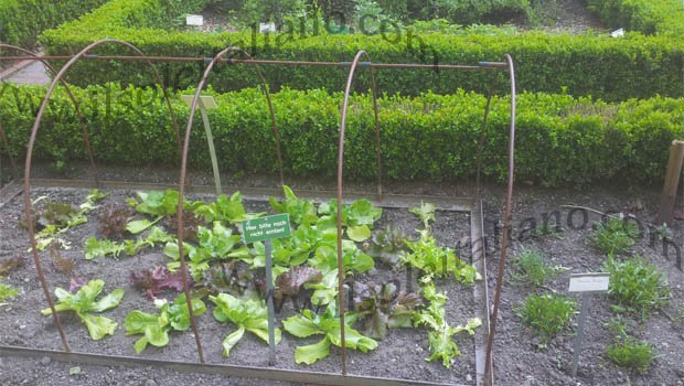 Varie tipologie di insalata ancora non pronta con vicino la rucola già pronta per la raccolta